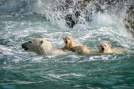Fotenie ľadových medveďov na opustenej meteorologickej stanici