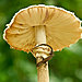 mushroom-photography-vyacheslav-mishchenko-13.jpg