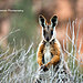 landscape-nature-photography-australia-julie-fletcher-2.jpg