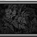 silver_efex.jpg