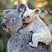 wildlife-photography-robert-irwin-59b12db37b7fb__880.jpg