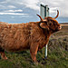 Skotsko2012-8656.jpg