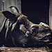© Haider Khan, India, Finalist, Professional competition, Wildlife & Nature, Sony World Photography Awards 2024.jpg