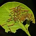 Attack Of Caterpillars - Christophe Mason Parker, Seychely