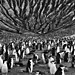 sebastiao-salgado-genesis-penguins.jpg