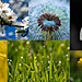 flora.jpg