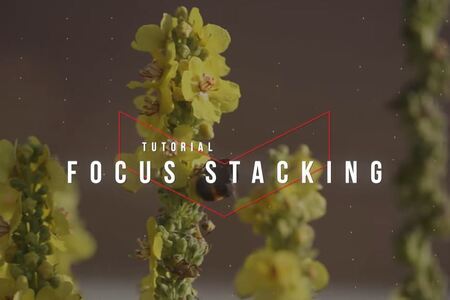 How to MASTER Focus Stacking