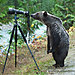 animals-with-camera-helping-photographers-9__880.jpg