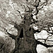 ancient-trees-beth-moon-16.jpg