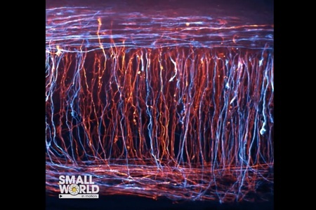 Časozberné video neurónov NSW