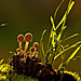 mushroom-photography-vyacheslav-mishchenko-32.jpg