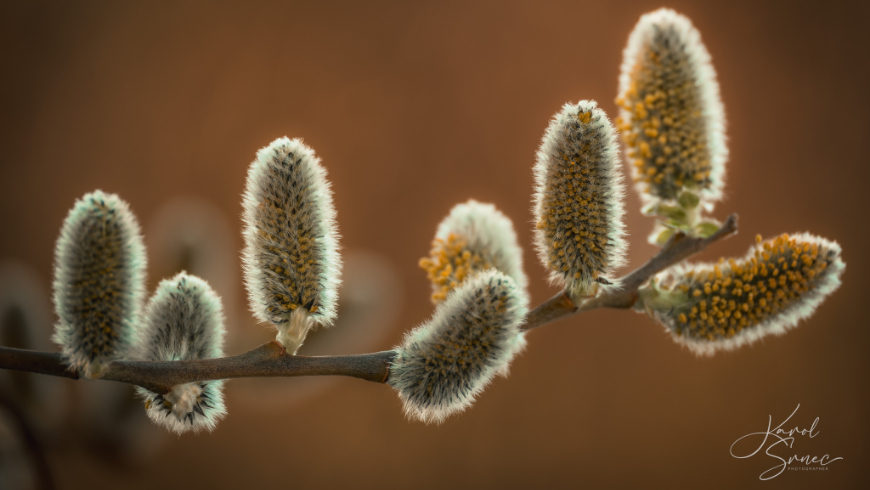 Fotostĺpček 12/2026