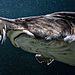 cropped-beluga-sturgeon-5a4602d8b4f71__700.jpg