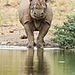 wildlife-photography-robert-irwin-59b12d983d446__880.jpg