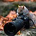 animals-with-camera-helping-photographers-29__880.jpg