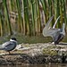 04-bird-award-winner-damyan-petkov-whiskered-tern-crash-on-landing.jpg