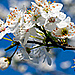 flora_mini.jpg