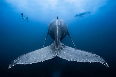 Víťazi  podmorskej fotografickej súťaže 2018