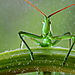happy-grasshopper__880.jpg