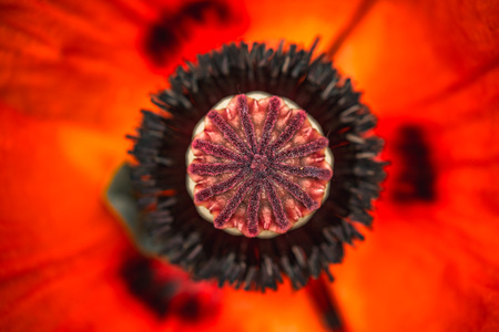 S Fujinon XF 80/2.8 R LM OIS WR Macro v botanickej záhrade