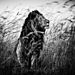 Laurent-Baheux-Lion-in-the-grass-Kenya-2013-900 × 900-72-dpi__880.jpg