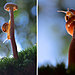 mushroom-photography-vyacheslav-mishchenko-8.jpg