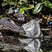 Víťaz Mangroves And Conservation: New Normal - Kei Miyamoto, Indonézia