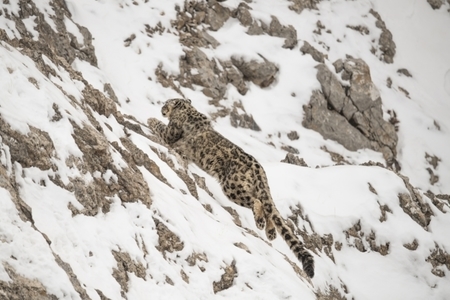 Zachytiť snežného leoparda