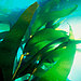kelp3.jpg