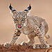newbig5-Antonio-Liebana.-Iberian-Lynx.-Status-Endangered.-Ciudad-Real-Spain-scaled.jpg