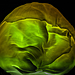 PP-Cabbage-green.jpg