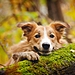 dog-photography-ksuksa-raykova-71.jpg