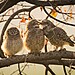 06-nikon-junior-photographer-award-winner-sarthak-ranganadhan-smooching-owlets.jpg