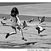 Choliz Santiago - Spain - Pigeons - FIAP GOLD  - Theme Free.jpg