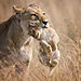 newbig5-Vicki-Jauron.-African-Lions.-Status-Vulnerable.-Maasai-Mara-National-Reserve-Kenya-scaled.jpg