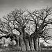 ancient-trees-beth-moon-3.jpg