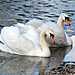 DSC_1504small.jpg