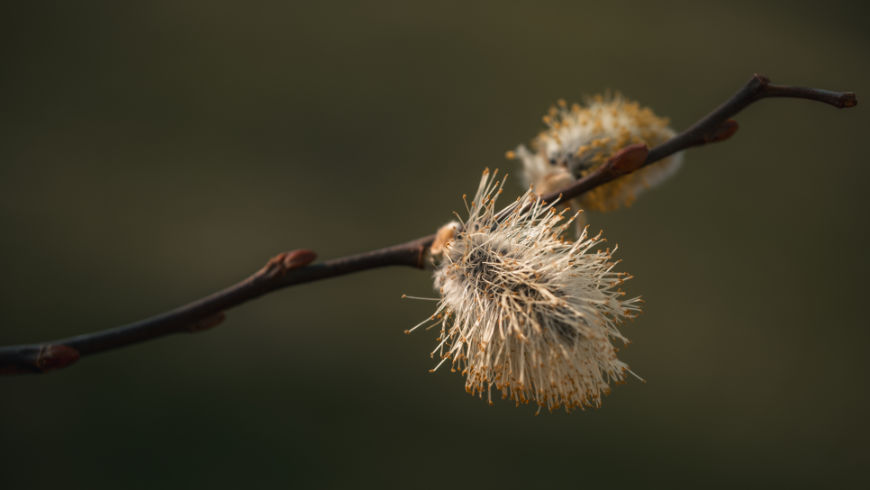 Vítanie jari s Fujifilm X-E5