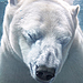 Polar-Bear-Face-Close-Up-Underwater-FINAL-SH-400PPI-copy.jpg