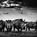 Laurent-Baheux-Rhinos-quartet-Kenya-2013-900 × 650-72-dpi__880.jpg