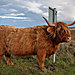 Skotsko2012-8657.jpg