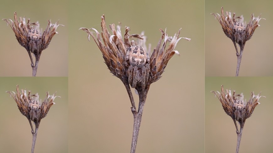 Focus stacking v Zoner Studiu: Ako vytvoriť dokonale ostrú fotografiu