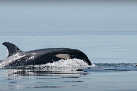 Kiliii Yuyan: Kde sú kosatky?