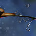 snail-with-drops__880.jpg