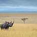 newbig5-David-Lloyd.-Black-Rhinoceros.-Status-Critically-Endangered.-Maasai-Mara-National-Reserve-Kenya--scaled.jpg