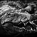 Laurent-Baheux-Crocodile-Botswana-2010-900-x-600-72-dpi__880.jpg