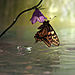 butterfly-with-drops__880.jpg