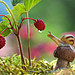 mushroom-photography-vyacheslav-mishchenko-1.jpg