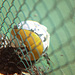© Michael Young, United States, Shortlist, Professional competition, Still Life, Sony World Photography Awards 2024.jpg