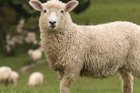 O ovciach a fotografoch